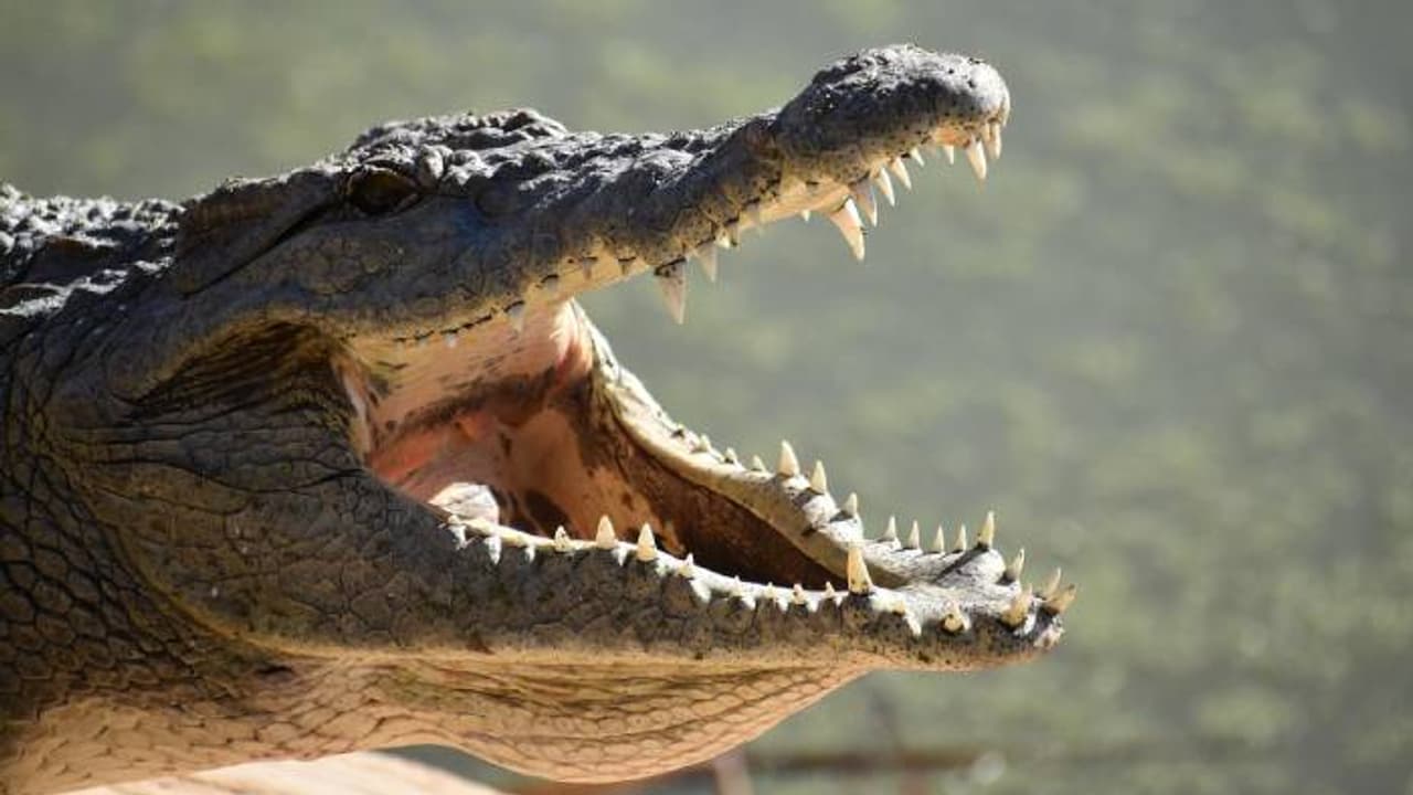 'രക്ഷപ്പെട്ടത് ഭാഗ്യം കൊണ്ടുമാത്രം', നാട്ടുകാർ പോലും ഞെട്ടി, നായയെ ചീങ്കണ്ണിയുടെ പിടയിൽനിന്നും രക്ഷിച്ച് യുവതി