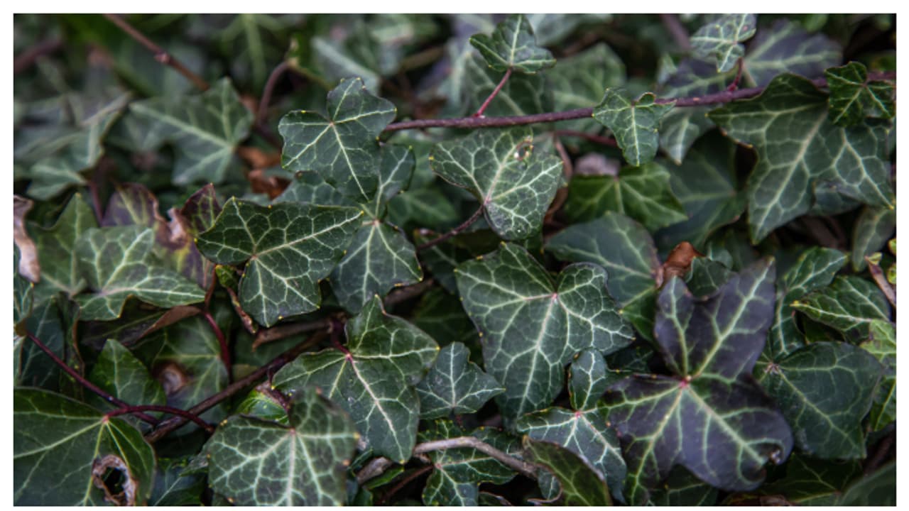 വായു ശുദ്ധീകരിക്കാൻ ഈ 5 ഇൻഡോർ പ്ലാന്റുകൾ വീട്ടിൽ വളർത്താം 