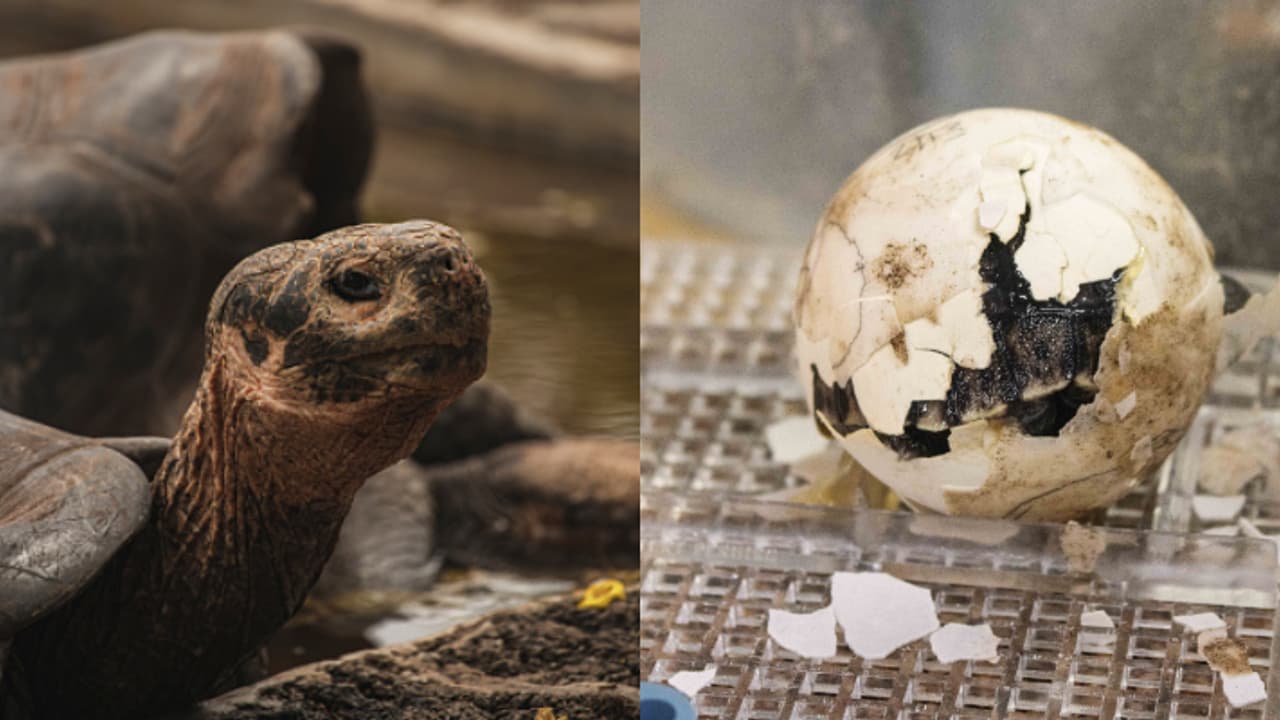 നൂറാം വയസിൽ അച്ഛനായി 'അബ്രാസോ', 150 വർഷത്തിനിടെ ആദ്യം, നിർണായകമെന്ന് മൃഗശാല അധികൃതർ നൂറാം വയസിൽ അച്ഛനായി 'അബ്രാസോ', 150 വർഷത്തിനിടെ ആദ്യം, നിർണായകമെന്ന് മൃഗശാല അധികൃതർ