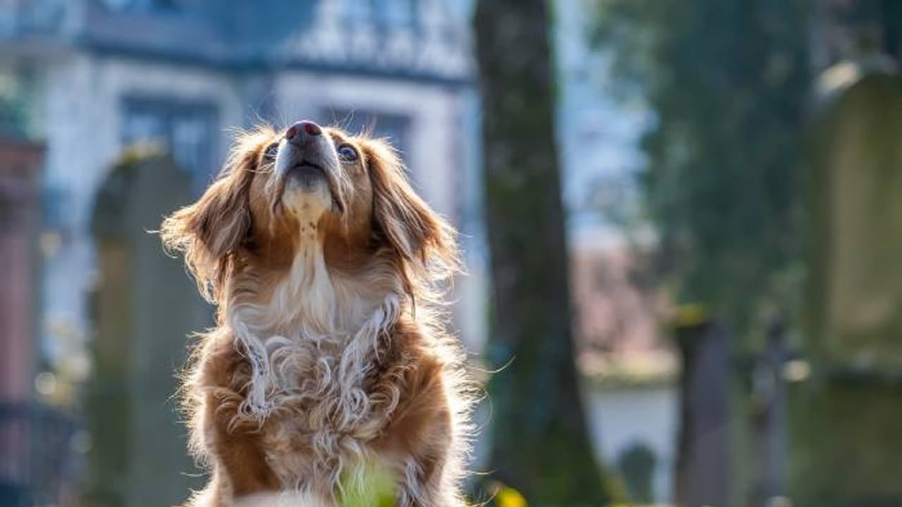 അന്ധനായ നായയെ ലിഫ്റ്റിൽ കയറ്റരുതെന്ന് മറ്റ് താമസക്കാർ, നിയമപോരാട്ടം നടത്താൻ 51 കാരൻ അന്ധനായ നായയെ ലിഫ്റ്റിൽ കയറ്റരുതെന്ന് മറ്റ് താമസക്കാർ, നിയമപോരാട്ടം നടത്താൻ 51 കാരൻ
