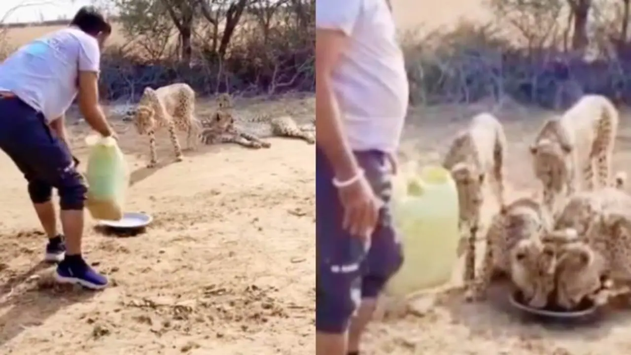 Forest department driver offers water to thirsty cheetah family, suspended for violating guidelines (WATCH) Forest department driver offers water to thirsty cheetah family, suspended for violating guidelines (WATCH)