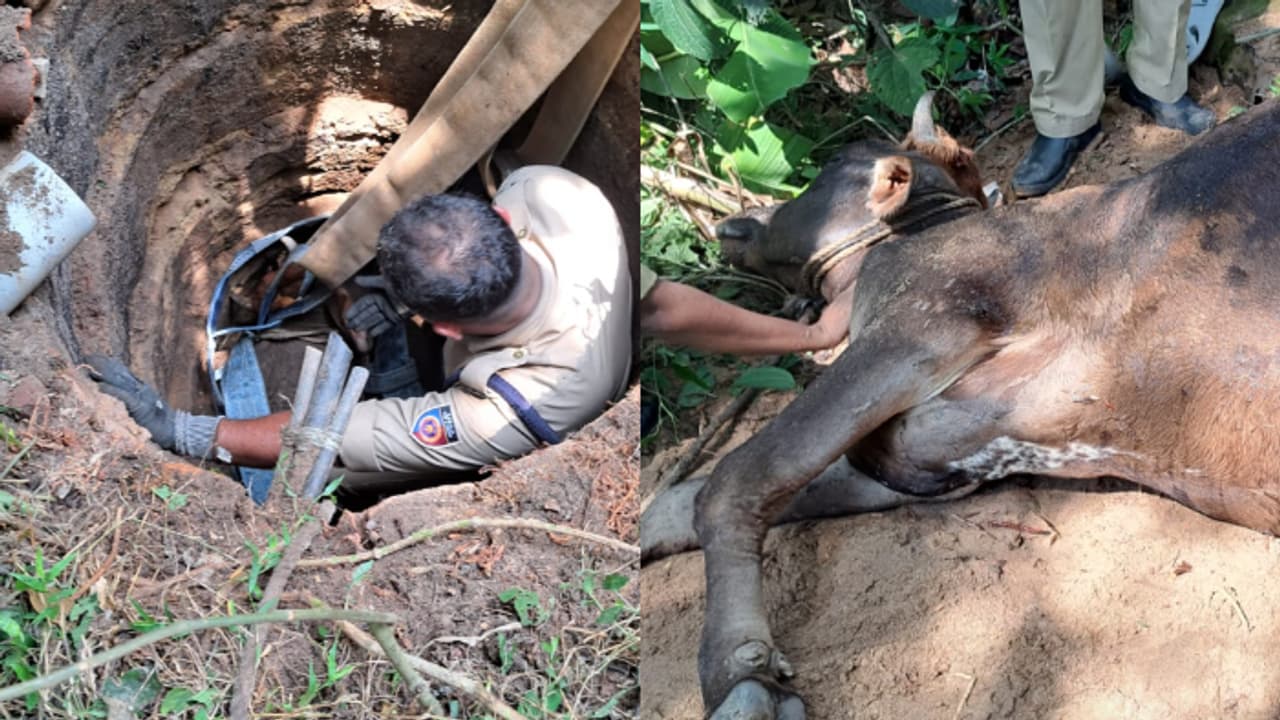 മേയാൻ വിട്ട പശുവിനെ കാണാനില്ല, കരച്ചിൽകേട്ട് നോക്കിയപ്പോൾ സെപ്റ്റിക് ടാങ്കിൽ; ടാങ്ക് തകർത്ത് രക്ഷാപ്രവർത്തനം മേയാൻ വിട്ട പശുവിനെ കാണാനില്ല, കരച്ചിൽകേട്ട് നോക്കിയപ്പോൾ സെപ്റ്റിക് ടാങ്കിൽ; ടാങ്ക് തകർത്ത് രക്ഷാപ്രവർത്തനം