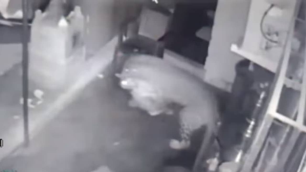 ഞെട്ടിക്കുന്ന സിസിടിവിദൃശ്യങ്ങൾ, നായയെ കടിച്ചെടുത്ത് പുള്ളിപ്പുലി, എന്നിട്ടും കുഞ്ഞുങ്ങളെയൂട്ടാൻ തിരികെ വന്നു