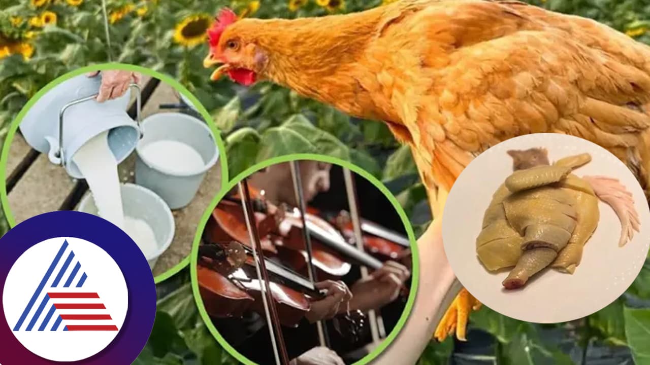 ಸಂಗೀತ ಕೇಳುತ್ತಾ, ಹಾಲು ಕುಡಿಯುತ್ತಾ ಬೆಳೆವ ಸಾತ್ವಿಕ ಕೋಳಿಯಿದು! ಕೆ.ಜಿ ಚಿಕನ್​ಗೆ 11 ಸಾವಿರ ರೂ...