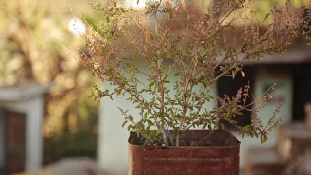Tulsi Plant Tulsi Plant