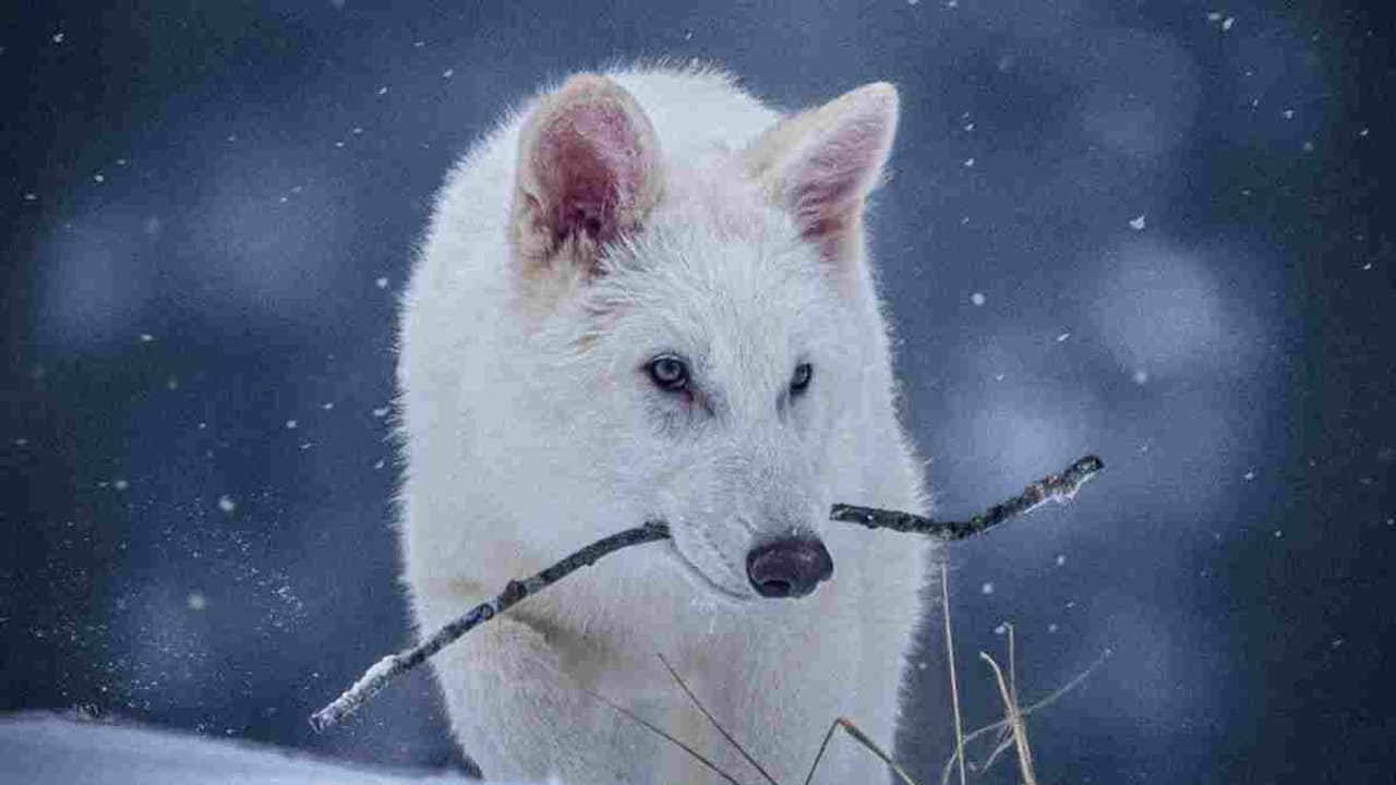 13,000 ஆண்டுகளுக்கு முன் அழிந்துபோன ஓநாயை உயிர்ப்பித்து விஞ்ஞானிகள் சாதனை! 