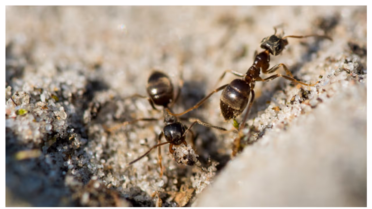 ഉറുമ്പിനെ തുരത്താൻ ബ്ലീച്ച് ഉപയോഗിക്കാറുണ്ടോ? എങ്കിൽ ഇതറിഞ്ഞിരിക്കണം