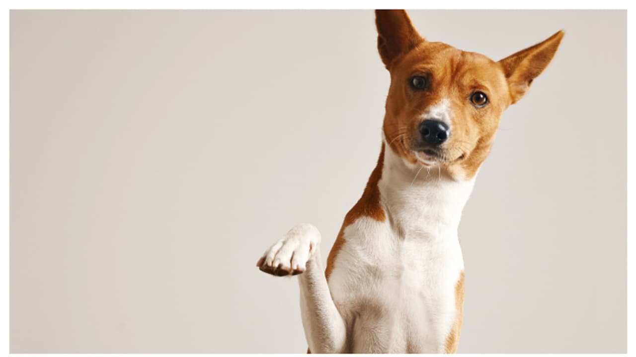 ഈ നായകൾ നിങ്ങളുടെ വീട്ടിലുണ്ടോ? എങ്കിൽ സൂക്ഷിക്കണം ഈ നായകൾ നിങ്ങളുടെ വീട്ടിലുണ്ടോ? എങ്കിൽ സൂക്ഷിക്കണം