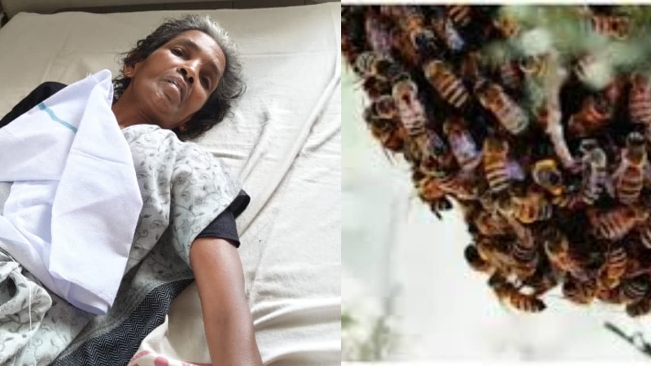 തേനീച്ച ആക്രമണത്തിൽ അങ്കണവാടി വർക്കർക്ക് പരിക്ക്; ദേഹത്താകെ കുത്തേറ്റു, രക്ഷപ്പെട്ടത് തോട്ടിൽ മുങ്ങി നിന്ന് തേനീച്ച ആക്രമണത്തിൽ അങ്കണവാടി വർക്കർക്ക് പരിക്ക്; ദേഹത്താകെ കുത്തേറ്റു, രക്ഷപ്പെട്ടത് തോട്ടിൽ മുങ്ങി നിന്ന്