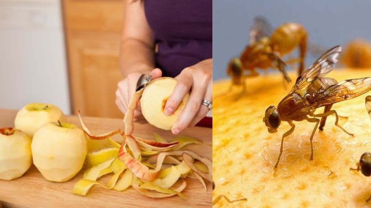 fruit cutting cleaning tips fruit cutting cleaning tips