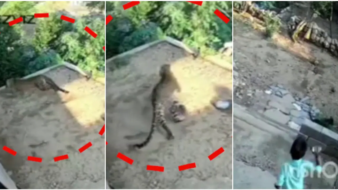  നടുക്കുന്ന സിസിടിവി ദൃശ്യങ്ങൾ പുറത്ത്; കുഞ്ഞ് കളിച്ചുകൊണ്ടിരിക്കെ മുറ്റത്തേക്ക് പാഞ്ഞെത്തി പുലി, തിരിഞ്ഞോടി