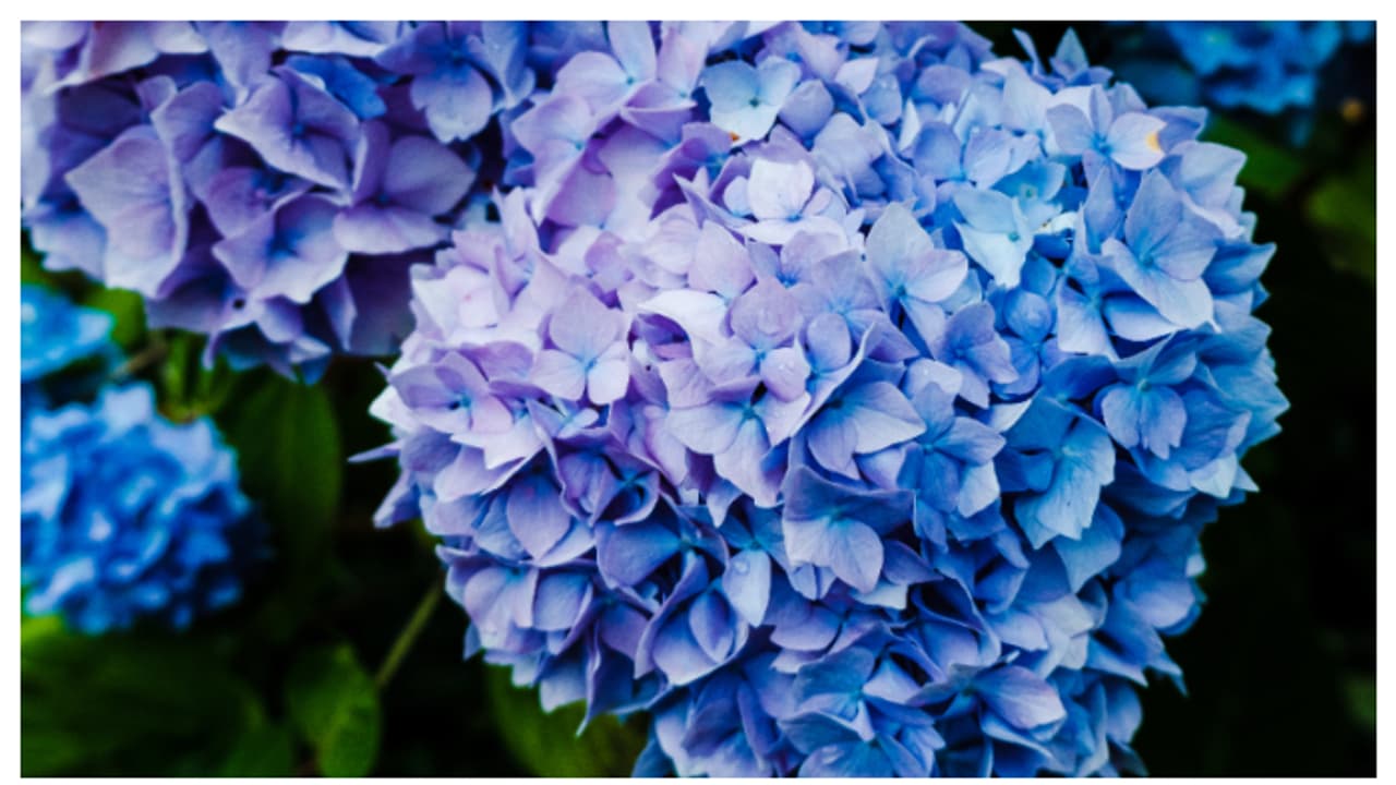 ബാൽക്കണി വർണാഭമാക്കാൻ ഹൈഡ്രാഞ്ചിയ വളർത്താം