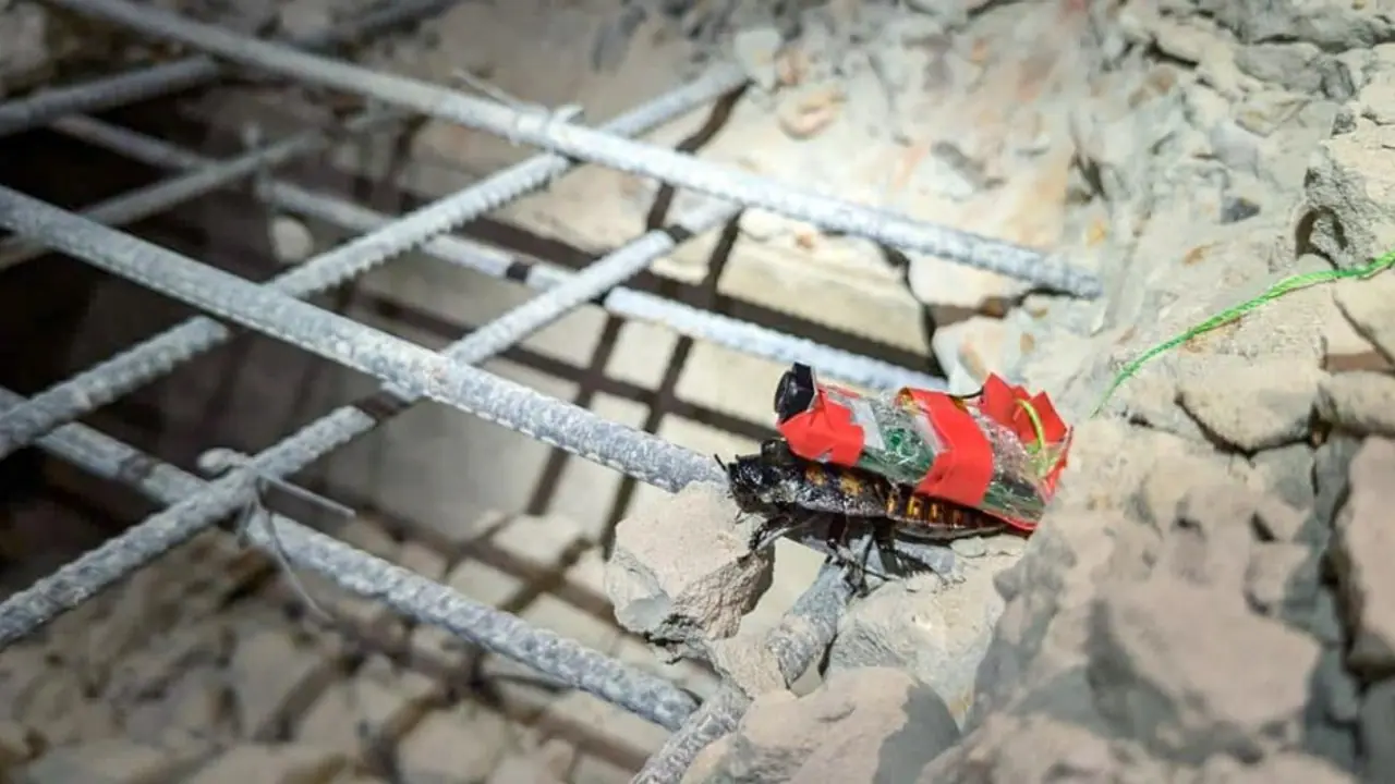World's first: How 10 cyborg cockroaches joined earthquake rescue efforts in Myanmar (WATCH)