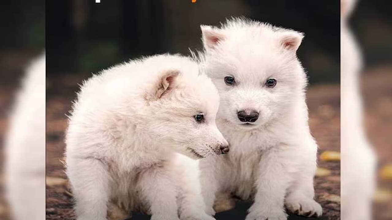 ഉള്ളത് രഹസ്യകേന്ദ്രത്തില്‍, 12500 വർഷങ്ങൾക്കുമുമ്പ് മൺമറഞ്ഞു, 'ഗെയിം ഓഫ് ത്രോൺസി'ലെ ആ ചെന്നായ്ക്കൾ തിരികെ