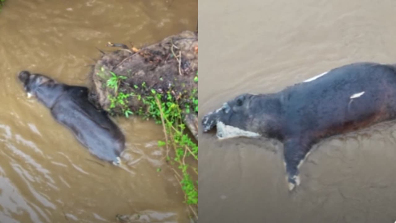 വിരുംഗ ദേശീയോദ്യാനത്തിൽ ആന്ത്രാക്സ് ബാധ; 50 ഹിപ്പോപ്പൊട്ടാമസുകൾ അടക്കം നിരവധി മൃഗങ്ങൾ ചത്തു 