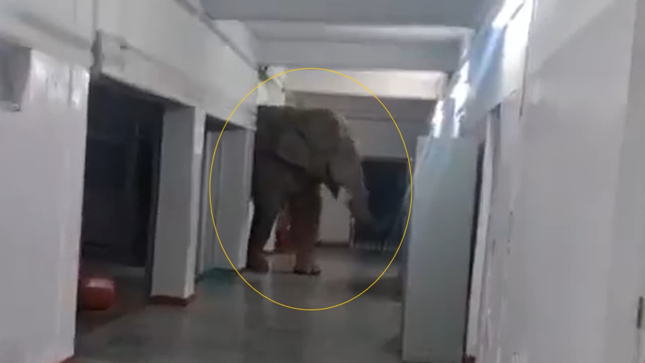 ಶಾಲಾ ರಿಲಸ್ಟ್ ದಿನವೇ ಹೊಸ ಅಡ್ಮಿಷನ್, ತರಗತಿಗೆ ಹಾಜರಾದ ದೈತ್ಯ ಕಾಡಾನೆ