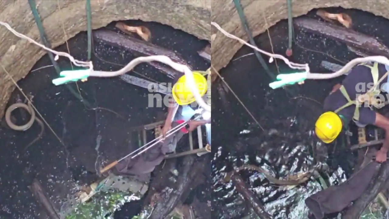 സുധീഷ് കൂറ്റനാടിന്റെ ധീരത, ആഴമുള്ള കിണറ്റിൽ കയറുകെട്ടിയിറങ്ങി; അതിസാഹസികമായി മൂർഖൻ പാമ്പിനെ പിടികൂടി സുധീഷ് കൂറ്റനാടിന്റെ ധീരത, ആഴമുള്ള കിണറ്റിൽ കയറുകെട്ടിയിറങ്ങി; അതിസാഹസികമായി മൂർഖൻ പാമ്പിനെ പിടികൂടി