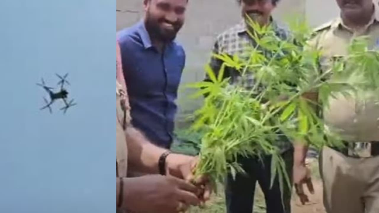 രാമനാട്ടുകരയിൽ ഡ്രോണ് പരിശോധനക്കിടെ പൊലീസിന് സംശയം, ആളൊഴിഞ്ഞ പറമ്പിൽ കണ്ടെത്തിയത് 16 കഞ്ചാവ് ചെടികൾ രാമനാട്ടുകരയിൽ ഡ്രോണ് പരിശോധനക്കിടെ പൊലീസിന് സംശയം, ആളൊഴിഞ്ഞ പറമ്പിൽ കണ്ടെത്തിയത് 16 കഞ്ചാവ് ചെടികൾ