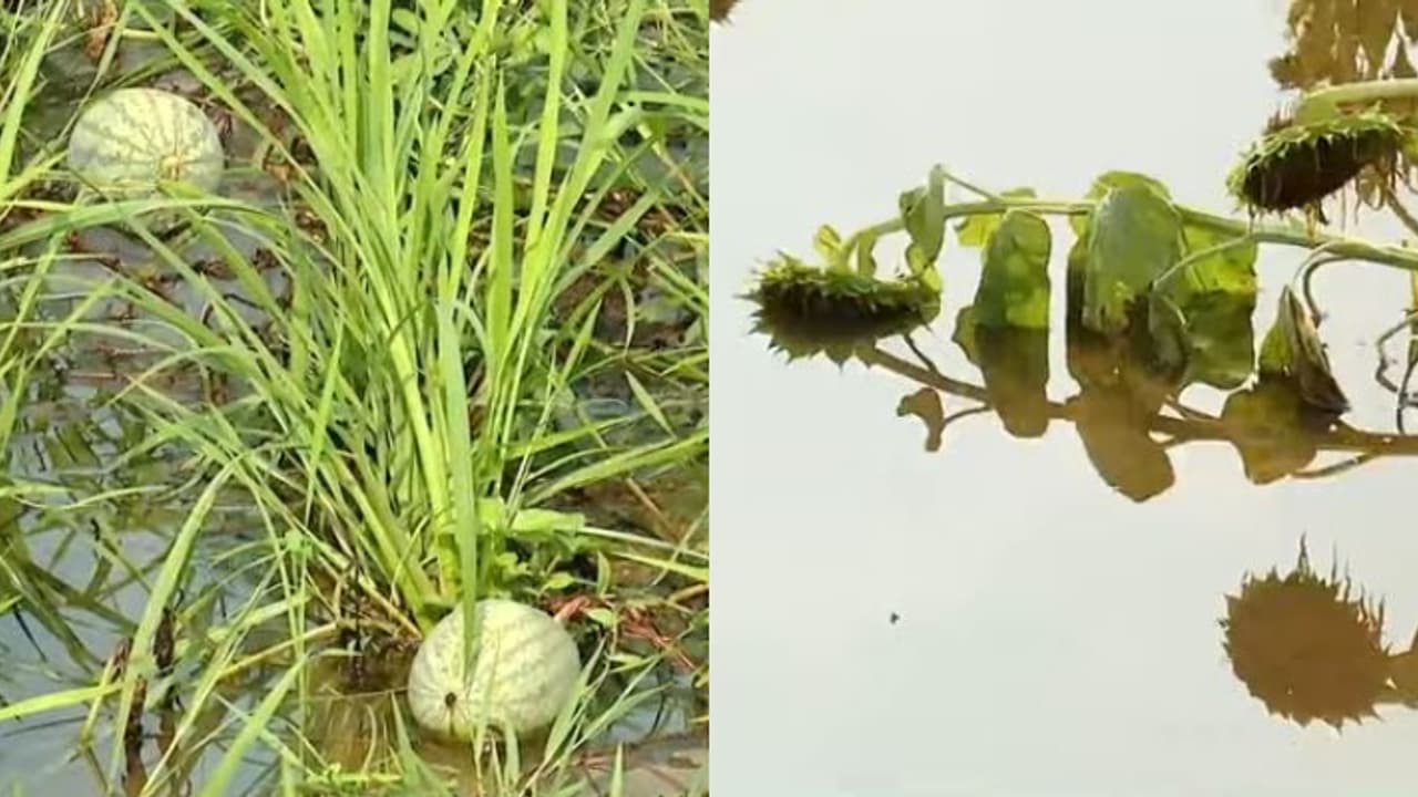 വേനൽ മഴയിൽ സൂര്യകാന്തികൾ മങ്ങി, വെള്ളത്തിലായി തണ്ണിമത്തൻ പാടം, യുവ കർഷകർക്ക് വൻ നഷ്ടം 