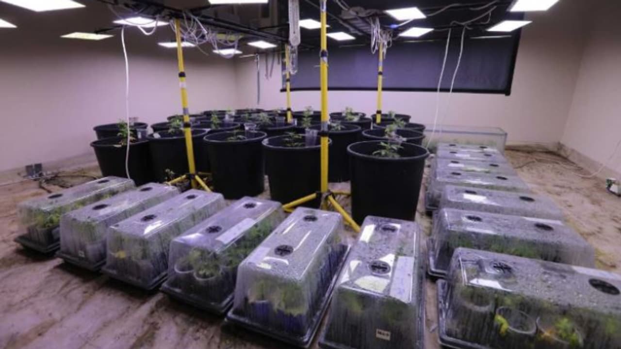 ബഹ്റൈനിൽ വീട്ടിൽ കഞ്ചാവ് കൃഷി, 22 കോടിയിലധികം വിപണി മൂല്യം, അഞ്ചം​ഗ പ്രവാസി സംഘം പിടിയിൽ 