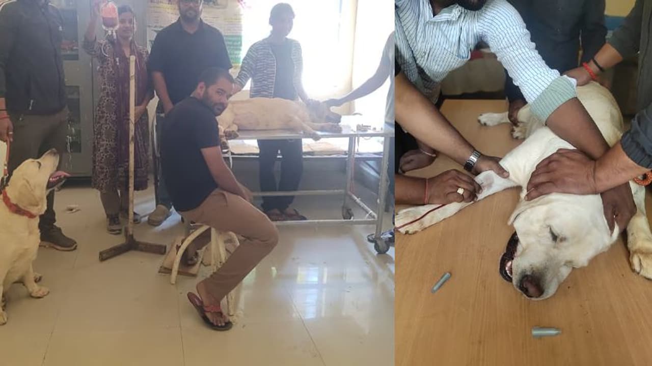 ಸಾವಿನಂಚಿನಲ್ಲಿದ್ದ ಗಬ್ಬ ನಾಯಿಗೆ ವಿಪರೀತ ರಕ್ತಸ್ರಾವ, ರಕ್ತ ನೀಡಿ ದೇವರಾದ ಮೂಖ ಪ್ರಾಣಿ ಸಾವಿನಂಚಿನಲ್ಲಿದ್ದ ಗಬ್ಬ ನಾಯಿಗೆ ವಿಪರೀತ ರಕ್ತಸ್ರಾವ, ರಕ್ತ ನೀಡಿ ದೇವರಾದ ಮೂಖ ಪ್ರಾಣಿ