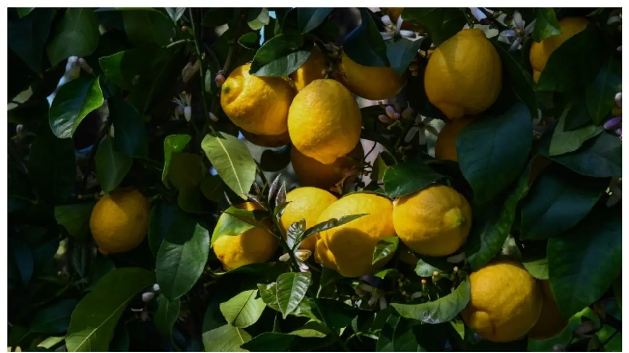 വീട്ടുമുറ്റത്തെ ചെറുനാരകം കായ്ക്കുന്നില്ല? വിഷമിക്കേണ്ട വഴിയുണ്ട്