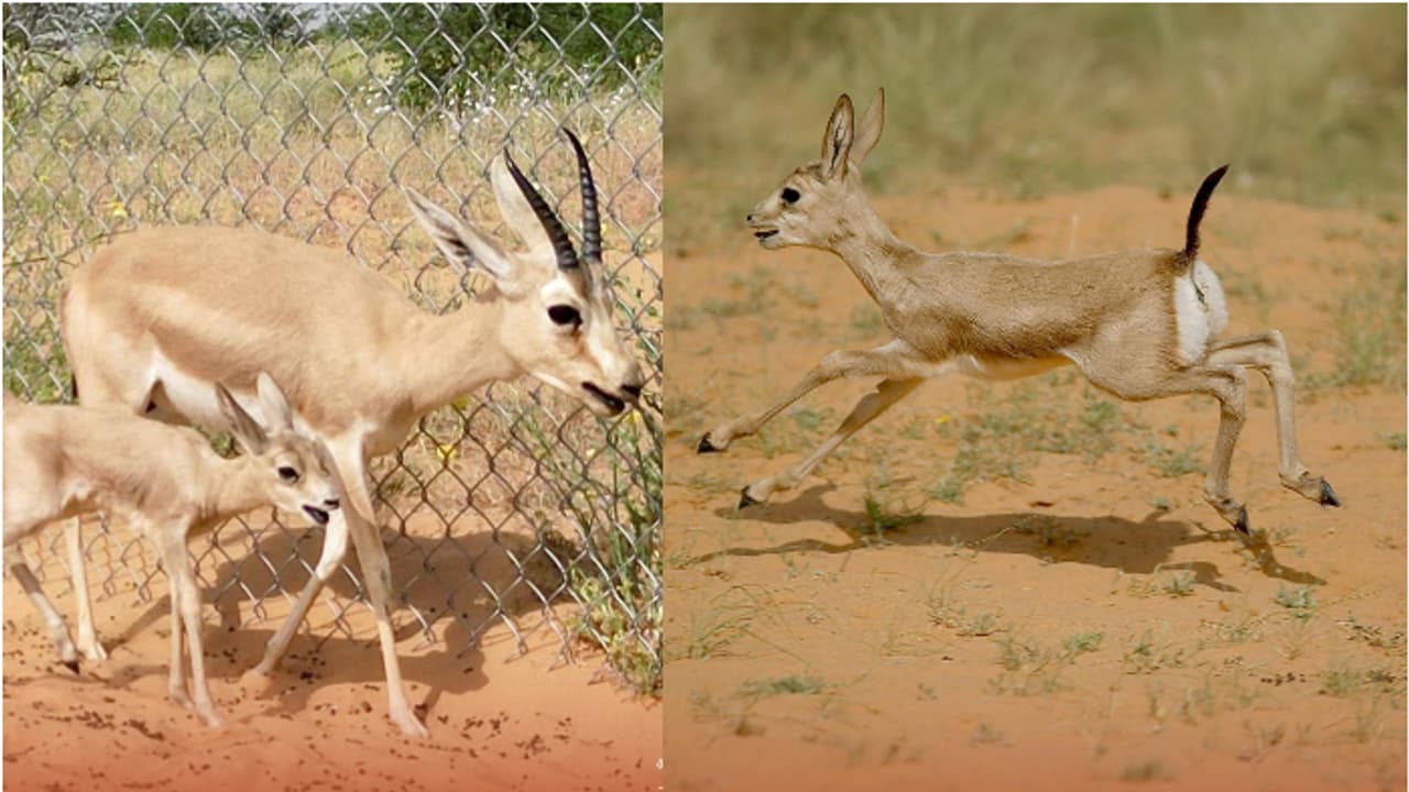 സൗദി അറേബ്യയിലെ മരുഭൂമിയിൽ അപൂർവയിനം അറേബ്യൻ മാനുകൾ പിറന്നു സൗദി അറേബ്യയിലെ മരുഭൂമിയിൽ അപൂർവയിനം അറേബ്യൻ മാനുകൾ പിറന്നു