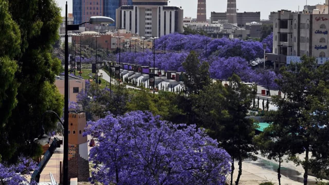 പൂവിട്ട് ജക്രാന്ത മരങ്ങൾ, ഇത് സൗദിയുടെ`മൂന്നാർ', ഒഴുകിയെത്തി സഞ്ചാരികൾ