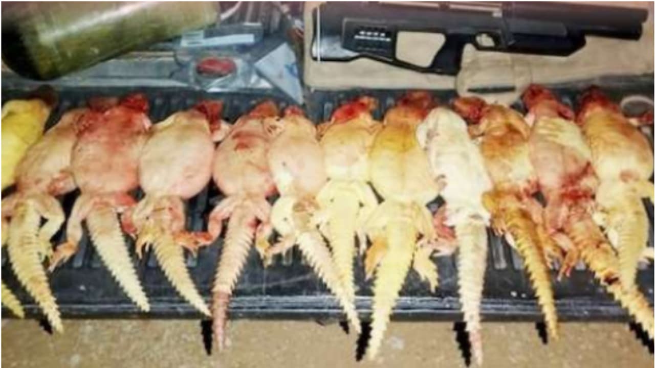 ഉടുമ്പിനെ വേട്ടയാടിയ നിരവധി പേർ ഒമാനിൽ പിടിയിൽ ഉടുമ്പിനെ വേട്ടയാടിയ നിരവധി പേർ ഒമാനിൽ പിടിയിൽ