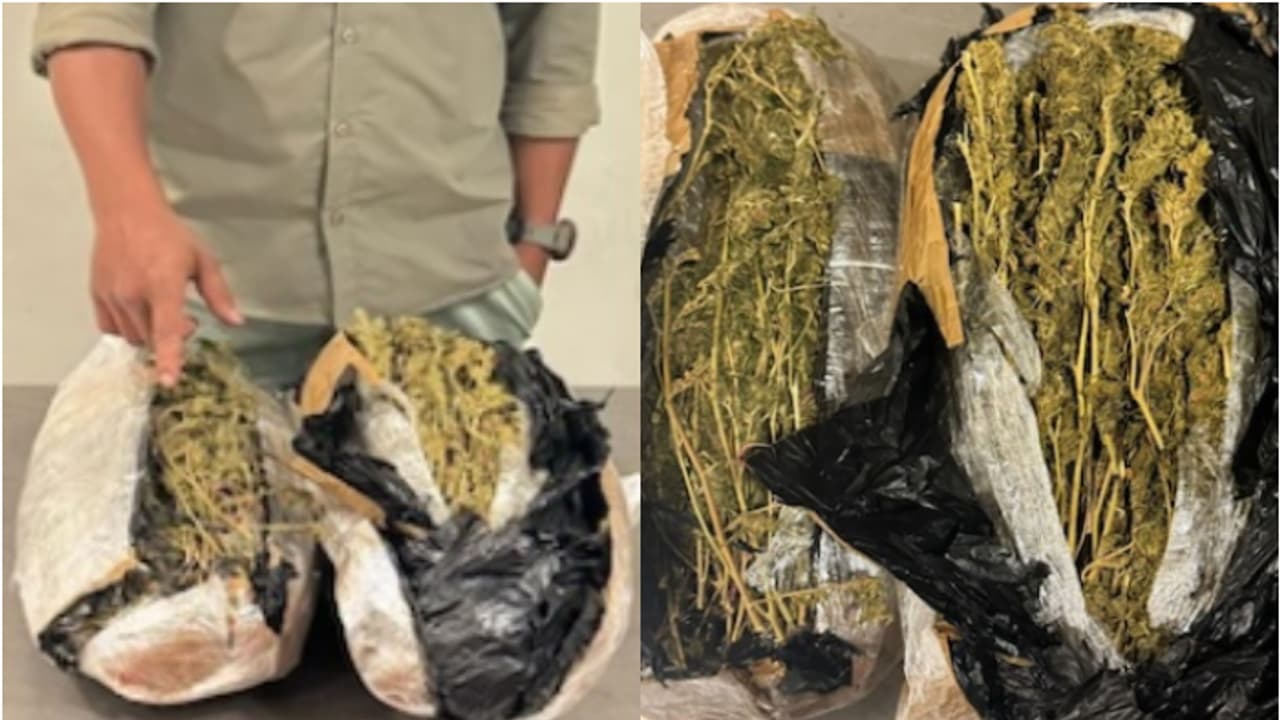 ലഗേജിലൊളിപ്പിച്ച് കടത്തി, മസ്കറ്റ് വിമാനത്താവളത്തിൽ 2.237 കിലോ കഞ്ചാവുമായി പ്രവാസി പിടിയിൽ 