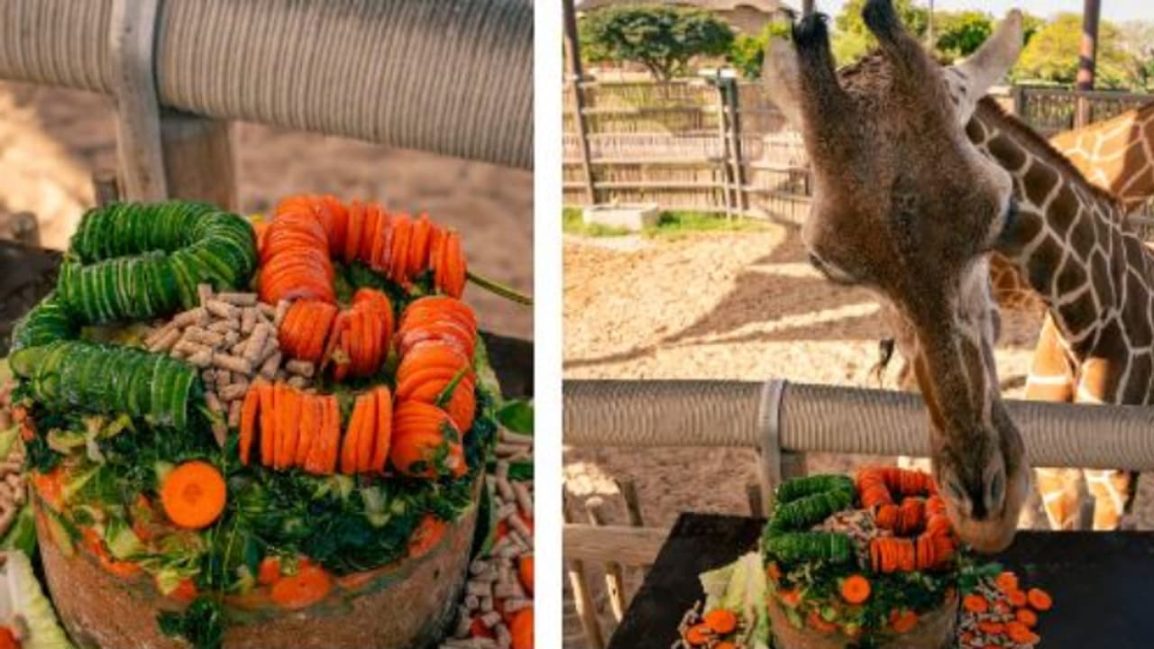 ഡാലിയക്ക് 25ാം പിറന്നാൾ, സൂപ്പർ കേക്കുമായി ദുബൈ സഫാരി പാർക്ക്; പൊടിപൊടിച്ച് പിറന്നാൾ ആഘോഷം