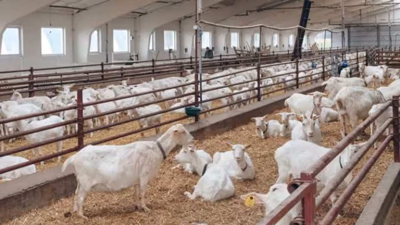 Bakri palan yojana subsidy scheme 2025 loan eligibility animal husbandry 