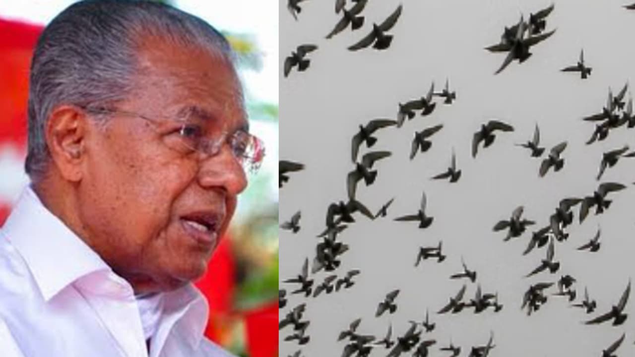 വൻ ഭീഷണിയായി പക്ഷികൾ, മുഖ്യമന്ത്രിയുടെ അധ്യക്ഷതയിൽ യോഗം, അപകടം ഒഴിവാക്കാൻ നടപടി തിരുവനന്തപുരം എയർപോട്ടിനായി