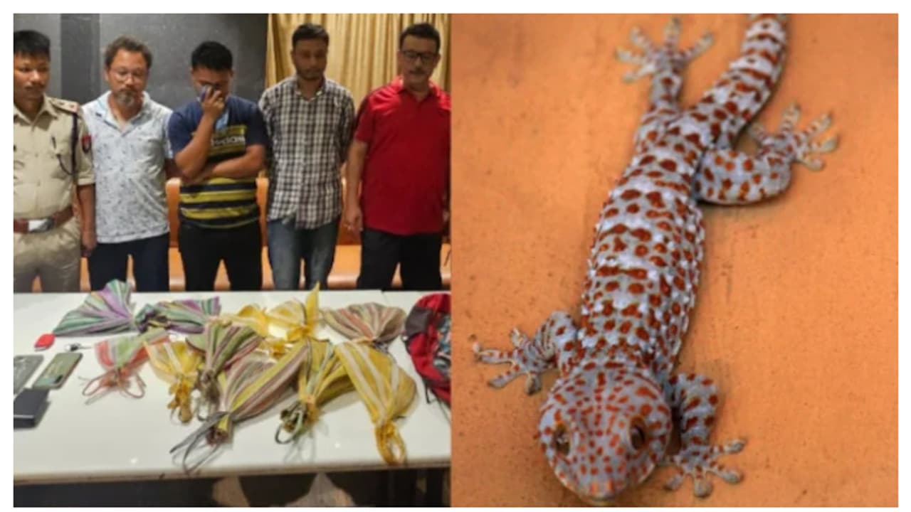 ബാഗ് പരിശോധിച്ചപ്പോൾ 11 കൂറ്റൻ പല്ലികൾ, ഓരോന്നിനും വില 60 ലക്ഷംവീതം, കള്ളക്കടത്ത് നീക്കം പൊളിച്ച് അസം പൊലീസ് ബാഗ് പരിശോധിച്ചപ്പോൾ 11 കൂറ്റൻ പല്ലികൾ, ഓരോന്നിനും വില 60 ലക്ഷംവീതം, കള്ളക്കടത്ത് നീക്കം പൊളിച്ച് അസം പൊലീസ്