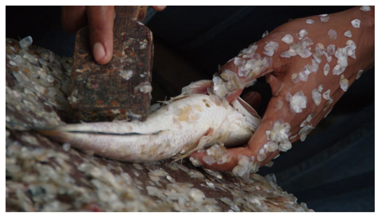 അടുക്കളയിൽ മീൻ മണം അസഹനീയമാണോ? എങ്കിൽ ഇങ്ങനെ ചെയ്തു നോക്കൂ