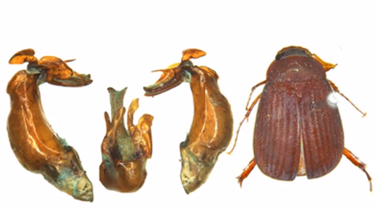 Mizoram to Kerala: Six new beetle species discovered, revealing India's untapped biodiversity