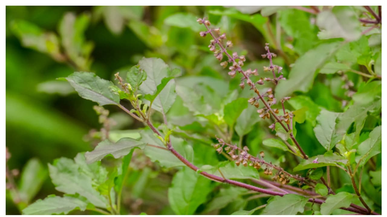 വീട്ടിൽ തുളസി ചെടിയുണ്ടോ ഇല്ലെങ്കിൽ ഉടനെ വളർത്തിക്കോളൂ; കാരണം ഇതാണ് 