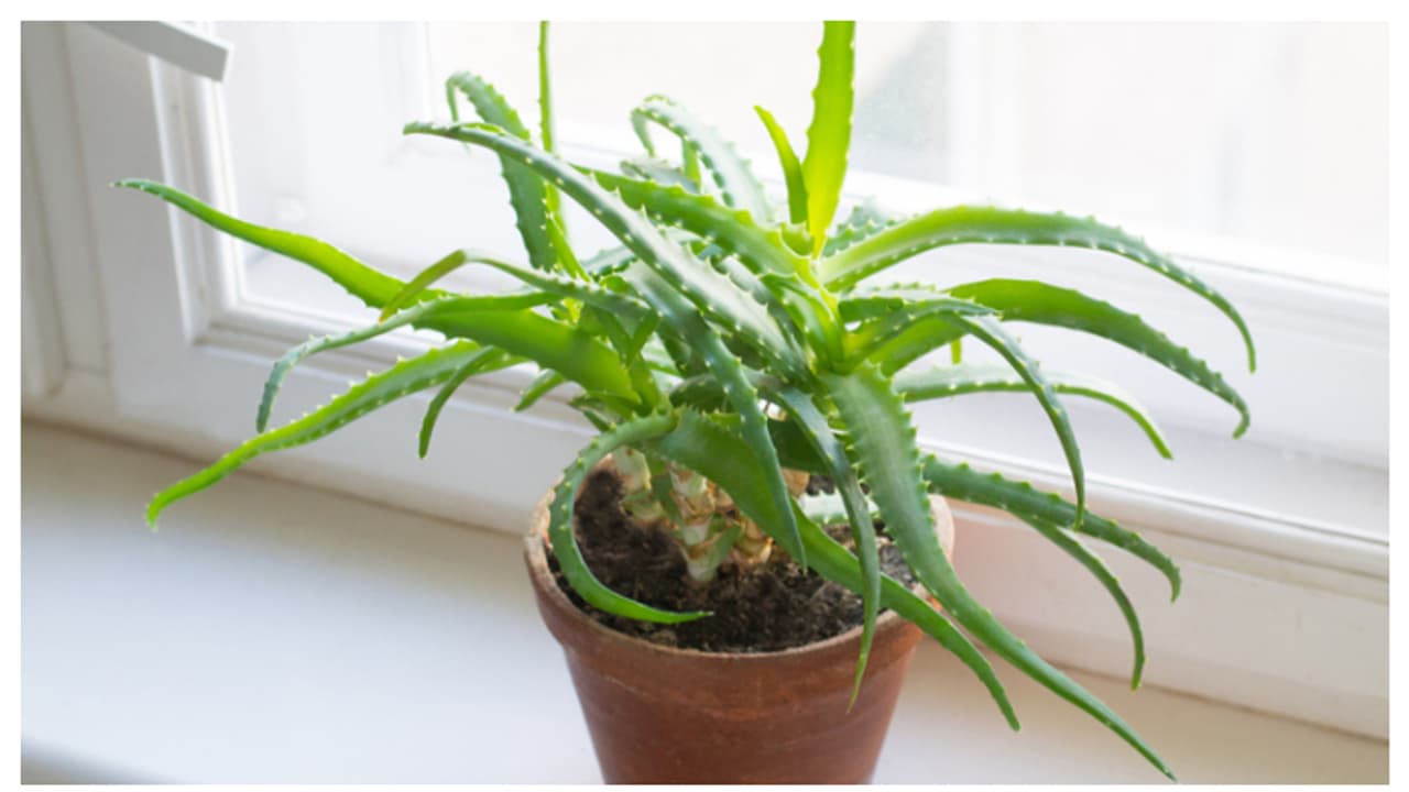 ഇൻഡോർ പ്ലാന്റുകൾ വളർത്തേണ്ടത് ഇവിടെയാണ് ഇൻഡോർ പ്ലാന്റുകൾ വളർത്തേണ്ടത് ഇവിടെയാണ്