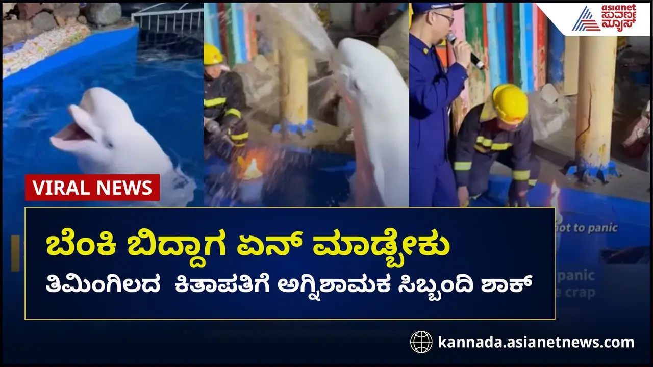 ತಿಮಿಂಗಿಲದ ಕಿತಾಪತಿಗೆ ಬೆಸ್ತು ಬಿದ್ದ ಅಗ್ನಿಶಾಮಕ ಸಿಬ್ಬಂದಿ