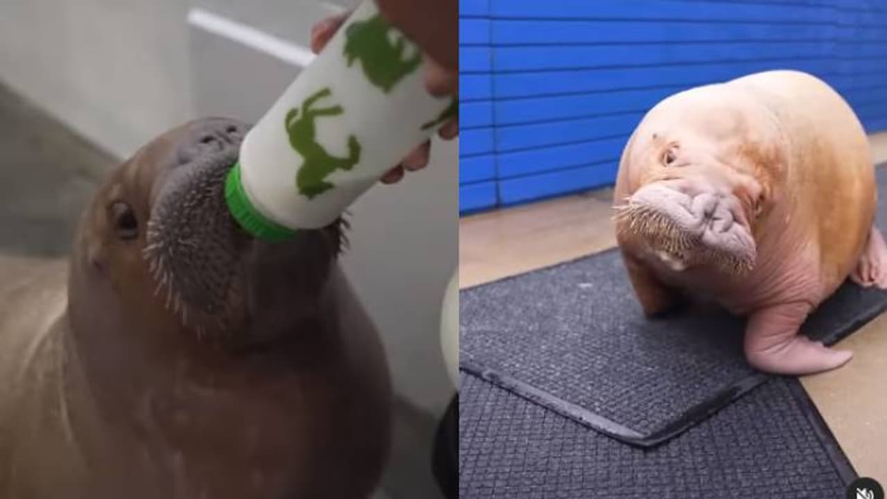 ദേഹം നിറയെ മുറിവുകൾ, കൂടെ അമ്മയില്ല, അവർ കുപ്പിപ്പാലൂട്ടി, ചേർത്തുപിടിച്ചു ചൂടേകി, 'ഉകി' പുതുജീവിതത്തിലേക്ക് ദേഹം നിറയെ മുറിവുകൾ, കൂടെ അമ്മയില്ല, അവർ കുപ്പിപ്പാലൂട്ടി, ചേർത്തുപിടിച്ചു ചൂടേകി, 'ഉകി' പുതുജീവിതത്തിലേക്ക്