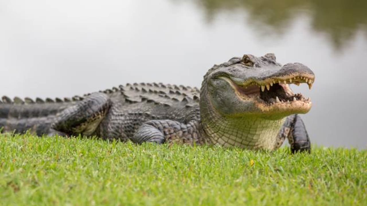 പൊലീസ് പോലും വിളിച്ചു 'ഹീറോ'; ഭർത്താവിനെ കടിച്ചുവലിച്ച് ചീങ്കണ്ണി, മരക്കുറ്റിക്കടിച്ച് 70 കാരി