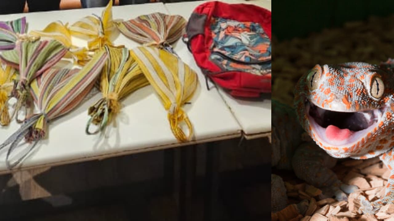 പൊലീസ് കാത്തിരുന്ന ചുവന്ന ബാഗ്, അകത്ത് നിറയെ അപൂർവ ടോക്കെ ഗെക്കോ പല്ലികൾ, അസം അരുണാചലിലും മാത്രം കാണുന്നവ പൊലീസ് കാത്തിരുന്ന ചുവന്ന ബാഗ്, അകത്ത് നിറയെ അപൂർവ ടോക്കെ ഗെക്കോ പല്ലികൾ, അസം അരുണാചലിലും മാത്രം കാണുന്നവ