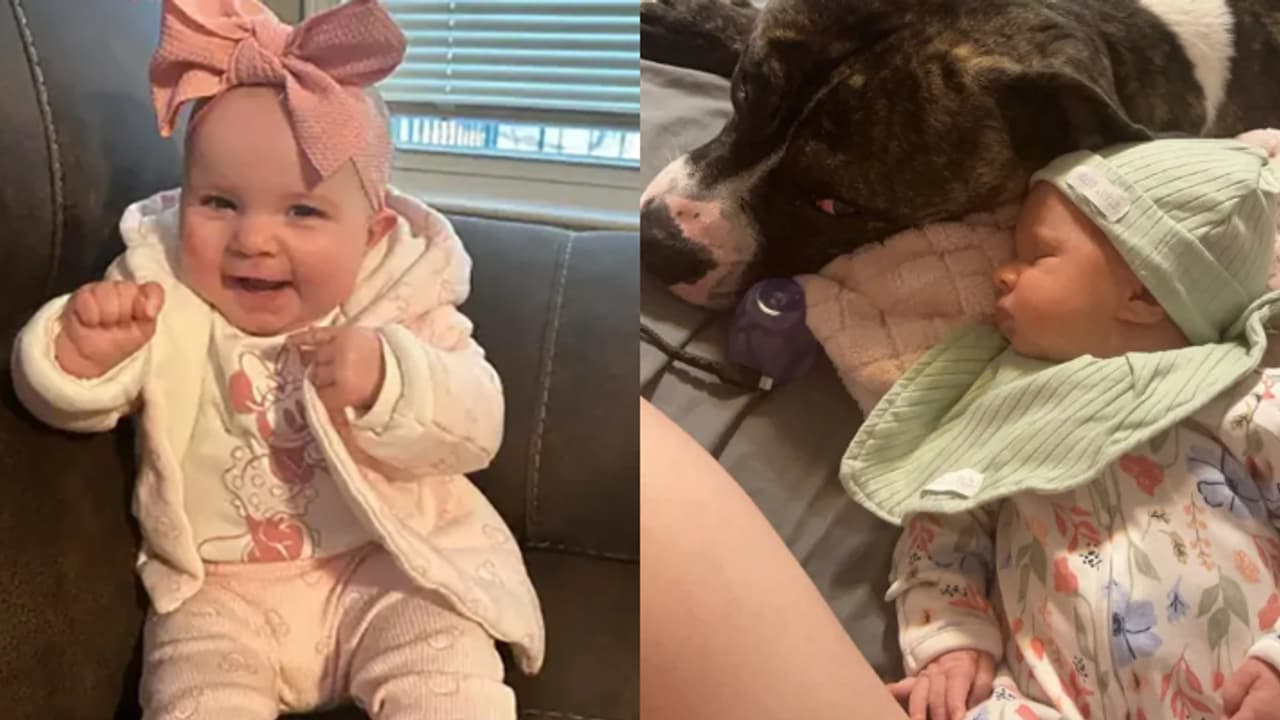 'എന്തിന് ചെയ്തുവെന്ന് മനസിലാകുന്നില്ല' നഷ്ടം 7 മാസം മാത്രം പ്രായമുള്ള കുരുന്ന് ജീവൻ, പിറ്റ് ബുൾ കടിയേറ്റ് മരണം