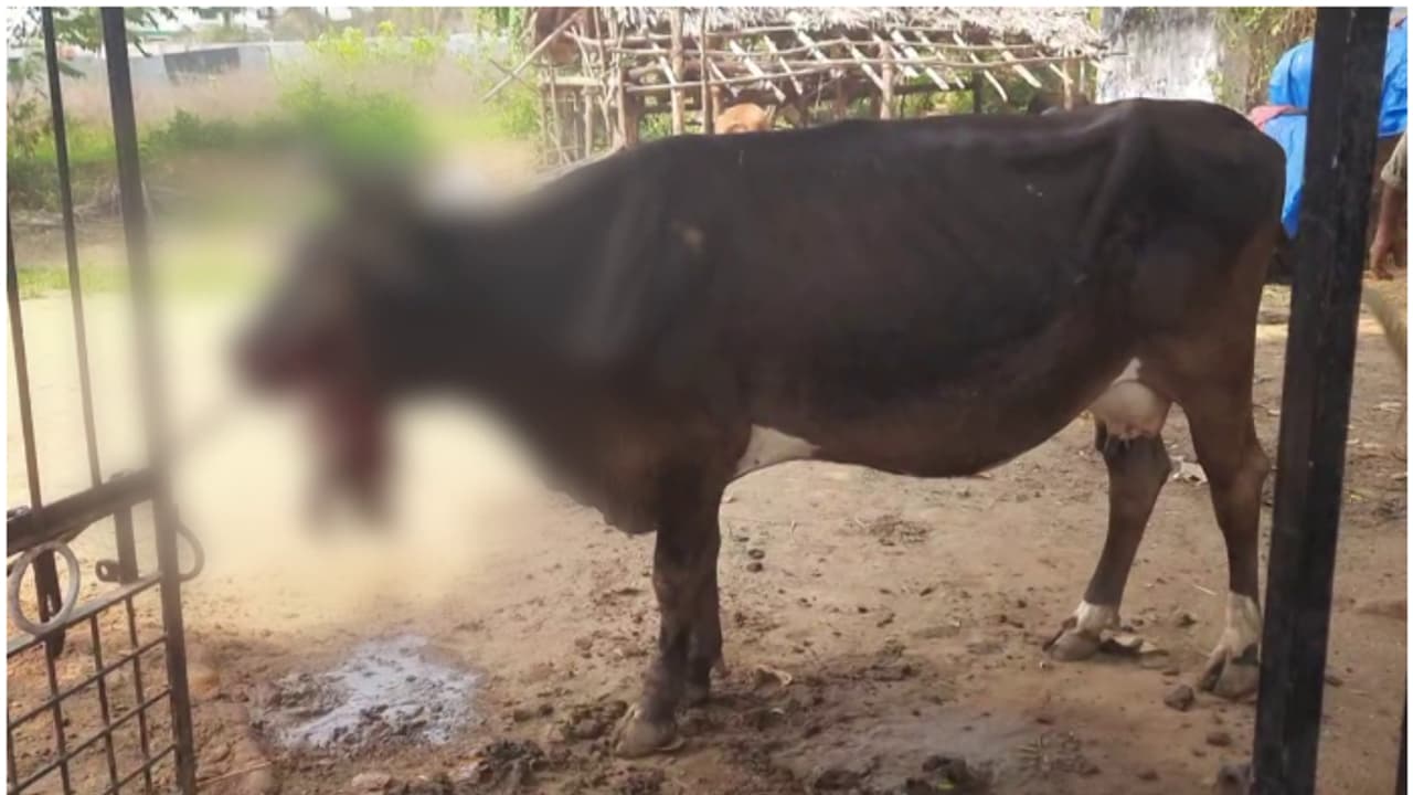 പൊറോട്ടയിൽ പൊതിഞ്ഞുവെച്ച പന്നിപടക്കം കടിച്ചു; വായിലിരുന്ന് പടക്കം പൊട്ടി പശുവിന് പരിക്ക് പൊറോട്ടയിൽ പൊതിഞ്ഞുവെച്ച പന്നിപടക്കം കടിച്ചു; വായിലിരുന്ന് പടക്കം പൊട്ടി പശുവിന് പരിക്ക്