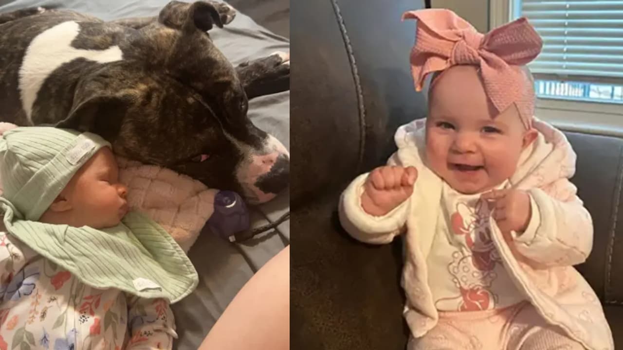 വളർത്തുനായയുടെ കലിയിൽ പിഞ്ചുകുഞ്ഞിന് ദാരുണാന്ത്യം, 7മാസം പ്രായമുള്ള കുഞ്ഞിനെ കടിച്ചുകീറി പിറ്റ്ബുൾ