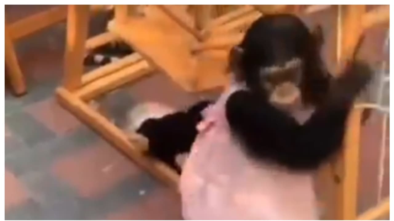 സന്ദർശകരെ ആകർഷിക്കാൻ ചിമ്പാൻസി കുഞ്ഞിനെ മനുഷ്യക്കുട്ടിയെ പോലെ അണിയിച്ചൊരുക്കി; മൃഗശാലക്കെതിരെ വിമർശനം