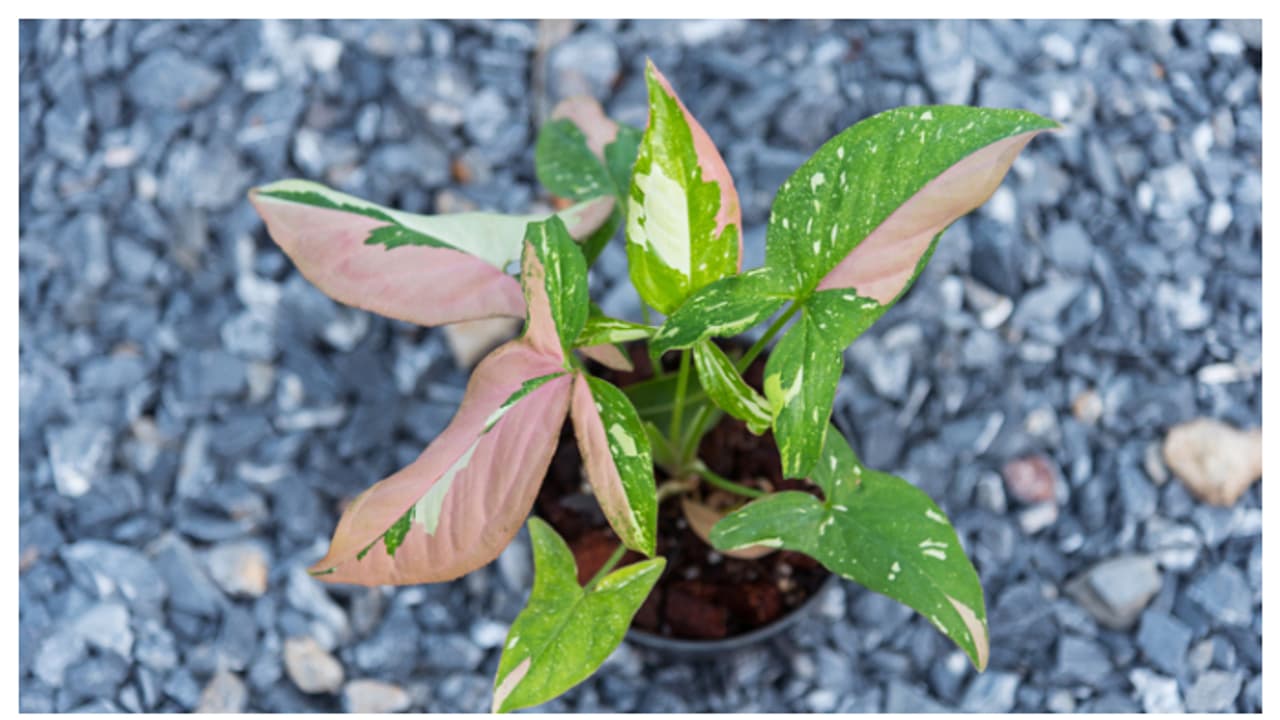 ഇതാണ് സിഗോണിയം റെഡ് സ്പോട്ട് ട്രൈകളർ 