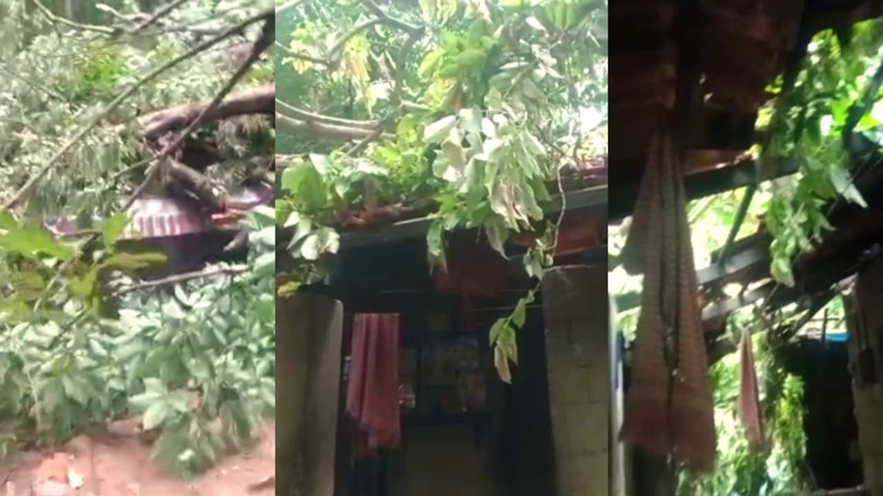 പുലര്‍ച്ചെ രണ്ടിന് വീടിന് മുകളിലേക്ക് കൂറ്റൻ മരം കടപുഴകി വീണു, വീട്ടമ്മയ്ക്ക് ഗുരുതര പരിക്ക്