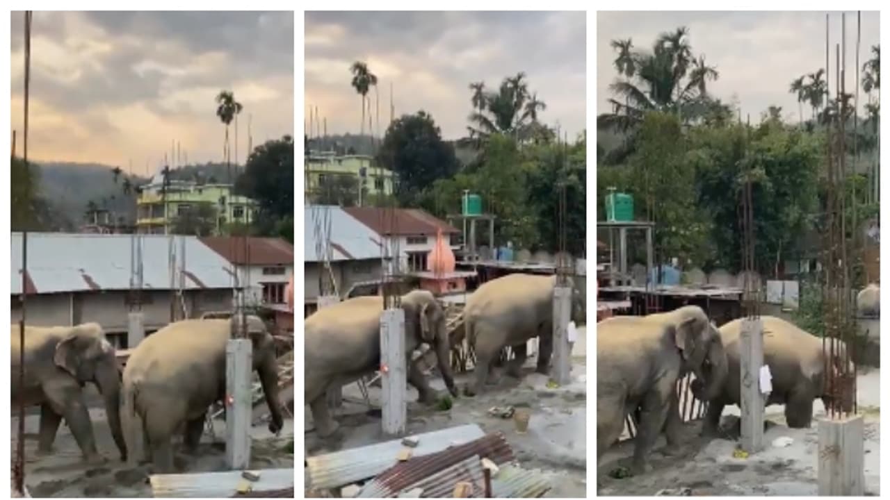 ഇതോ വികസനം, അതോ ഭ്രാന്തോ?; ആനത്താരയില്‍ പണിയുന്ന കെട്ടിടത്തിന് മുകളിലൂടെ നടന്ന് ആനക്കൂട്ടം, വീഡിയോ വൈറല്‍ 