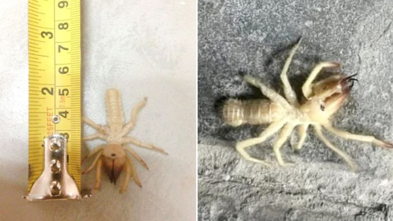 അന്യഗ്രഹ പ്രാണിയല്ല, ബഹ്റൈൻ താമസക്കാരെ പരിഭ്രാന്തിയിലാക്കിയത് `ഒട്ടക ചിലന്തി' അന്യഗ്രഹ പ്രാണിയല്ല, ബഹ്റൈൻ താമസക്കാരെ പരിഭ്രാന്തിയിലാക്കിയത് `ഒട്ടക ചിലന്തി'